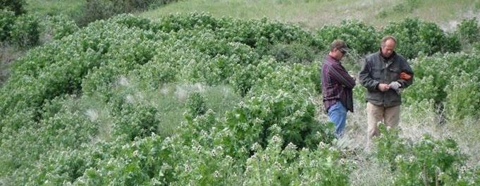Two Workers Evaluaing a Field