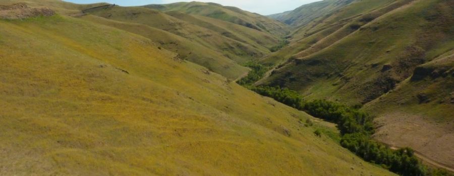 Hillside with Blooming Yellow Starthistle