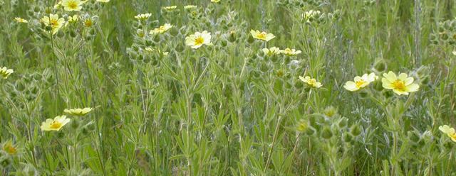 Stalks of Sulfur Cinquefoil