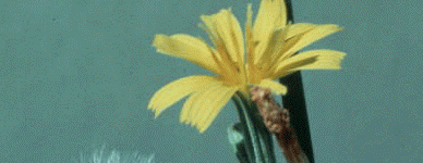 Rush Skeletonweed Flower