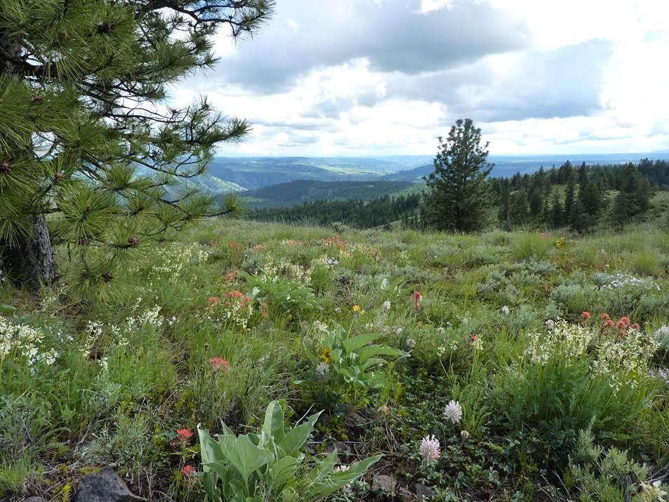 Field Full of Wild Weeds